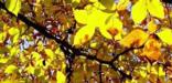Back lit autumn leaves in the park.